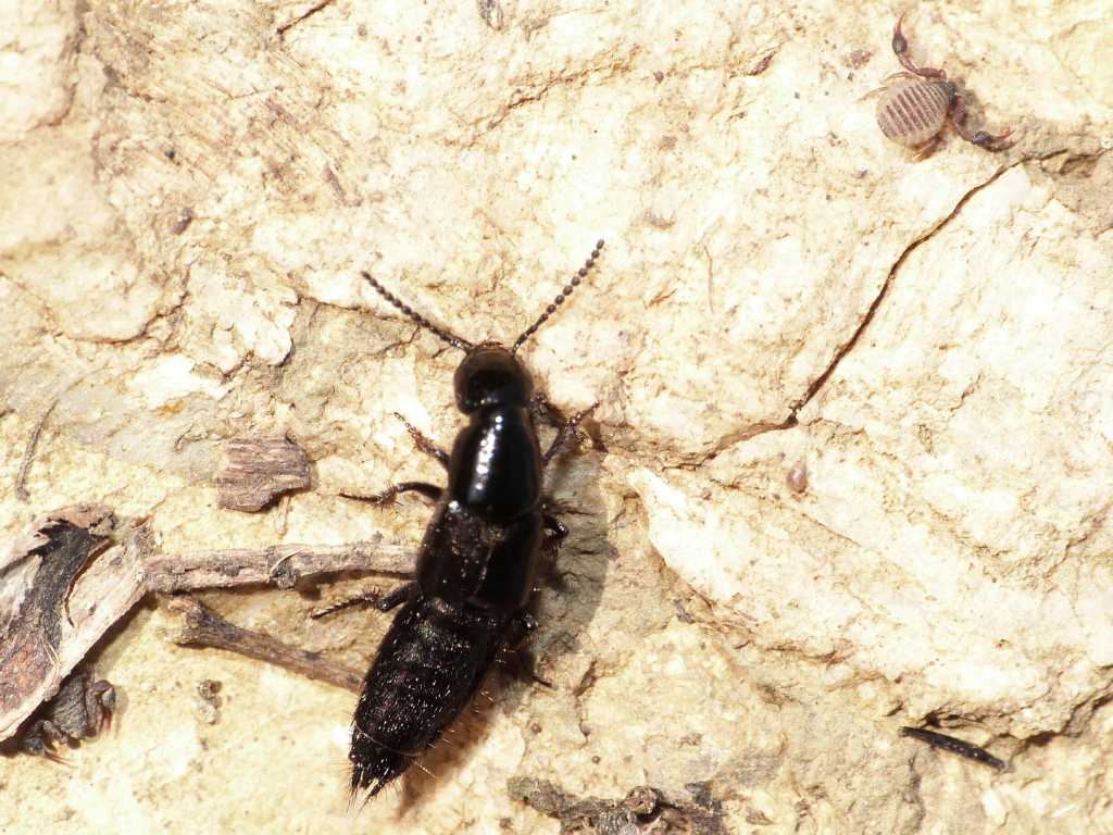 Philonthus sp. (Staphylinidae) - Tolfa (RM)